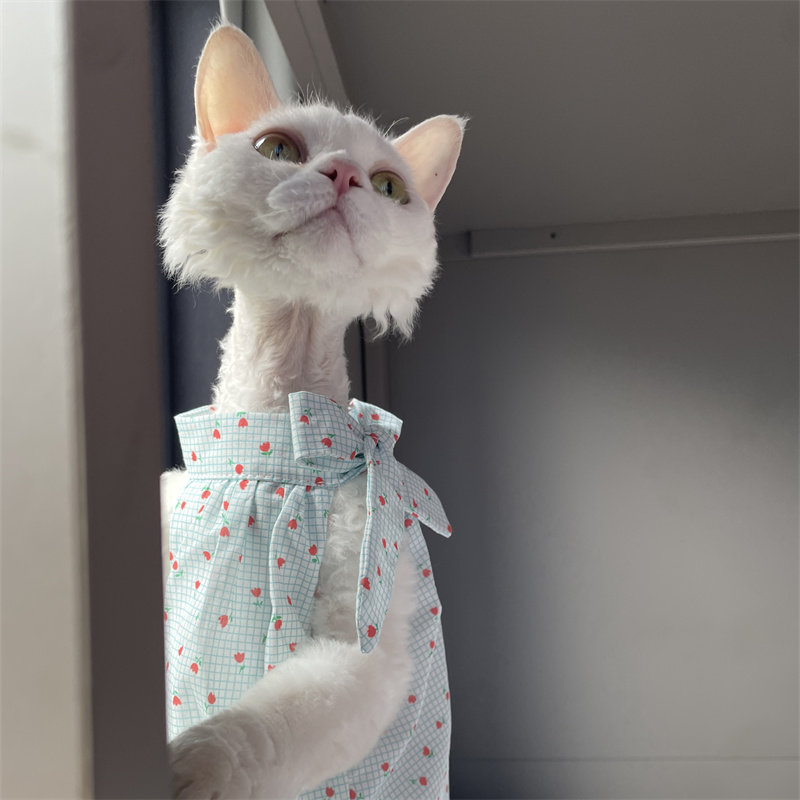 Cat Clothing in Summer Sweet L - Summer Light Clothing ulasan dan harga